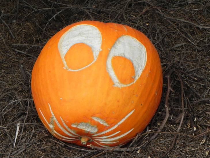 Rabbit, Nipomo Pumpkin Patch best carving idea